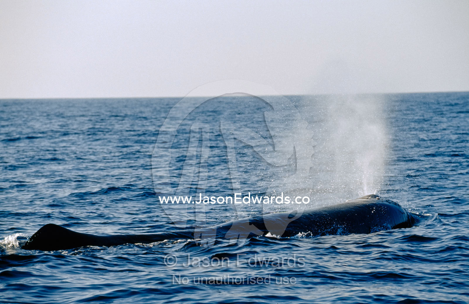 A sperm whale, dorsal fin exposed, blows air through its spout. Continental Shelf off Eden, New South Wales, Australia.