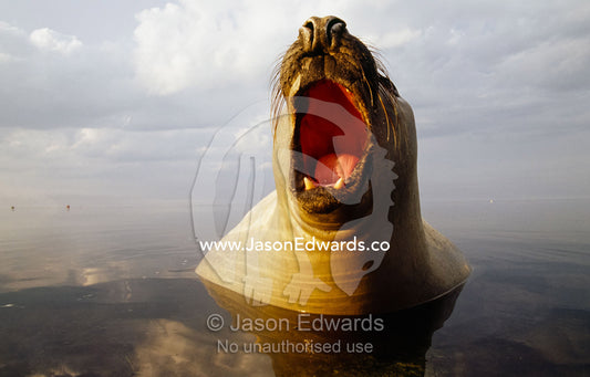 A barking southern elephant seal in a mirror-like calm sea. Point Henry, Victoria, Australia.
