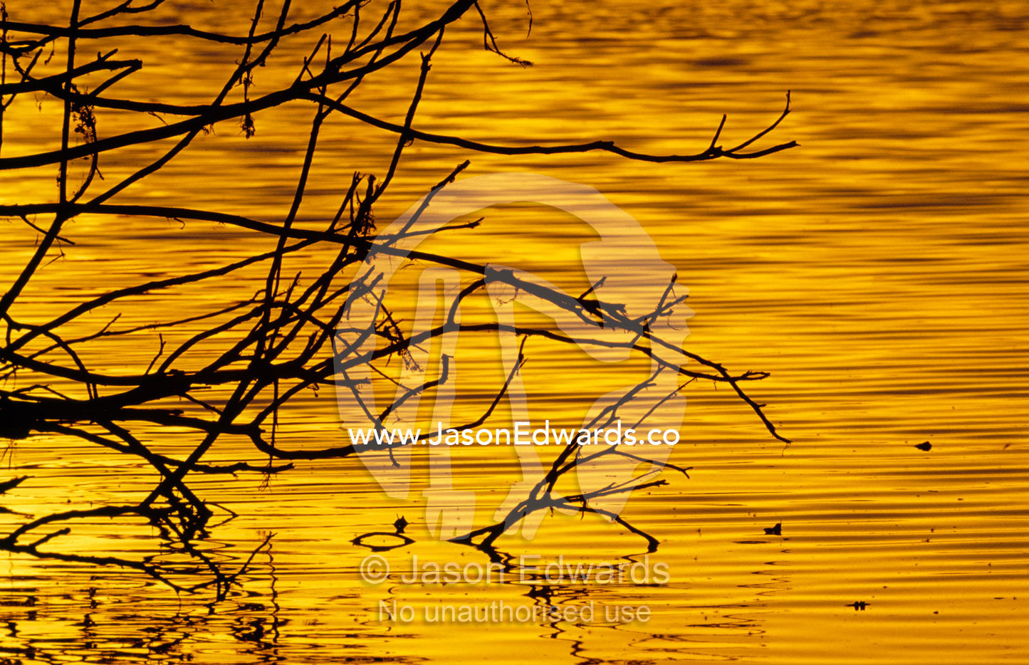 Dead tree branches silhouetted over a billabong or lagoon at sunset. Murray Lagoon (Fitzroy River), Rockhampton, Queensland, Australia.