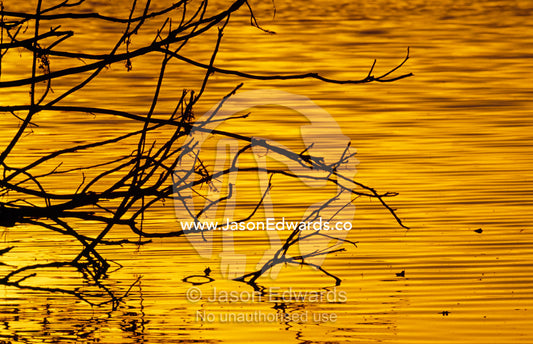 Dead tree branches silhouetted over a billabong or lagoon at sunset. Murray Lagoon (Fitzroy River), Rockhampton, Queensland, Australia.