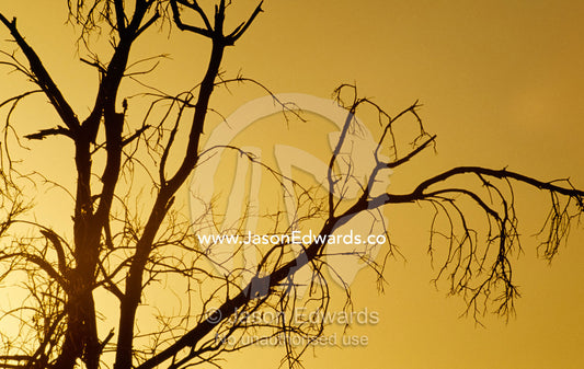 Silhouetted dead tree branches at dawn. Epping National Park (Scientific), Queensland, Australia.