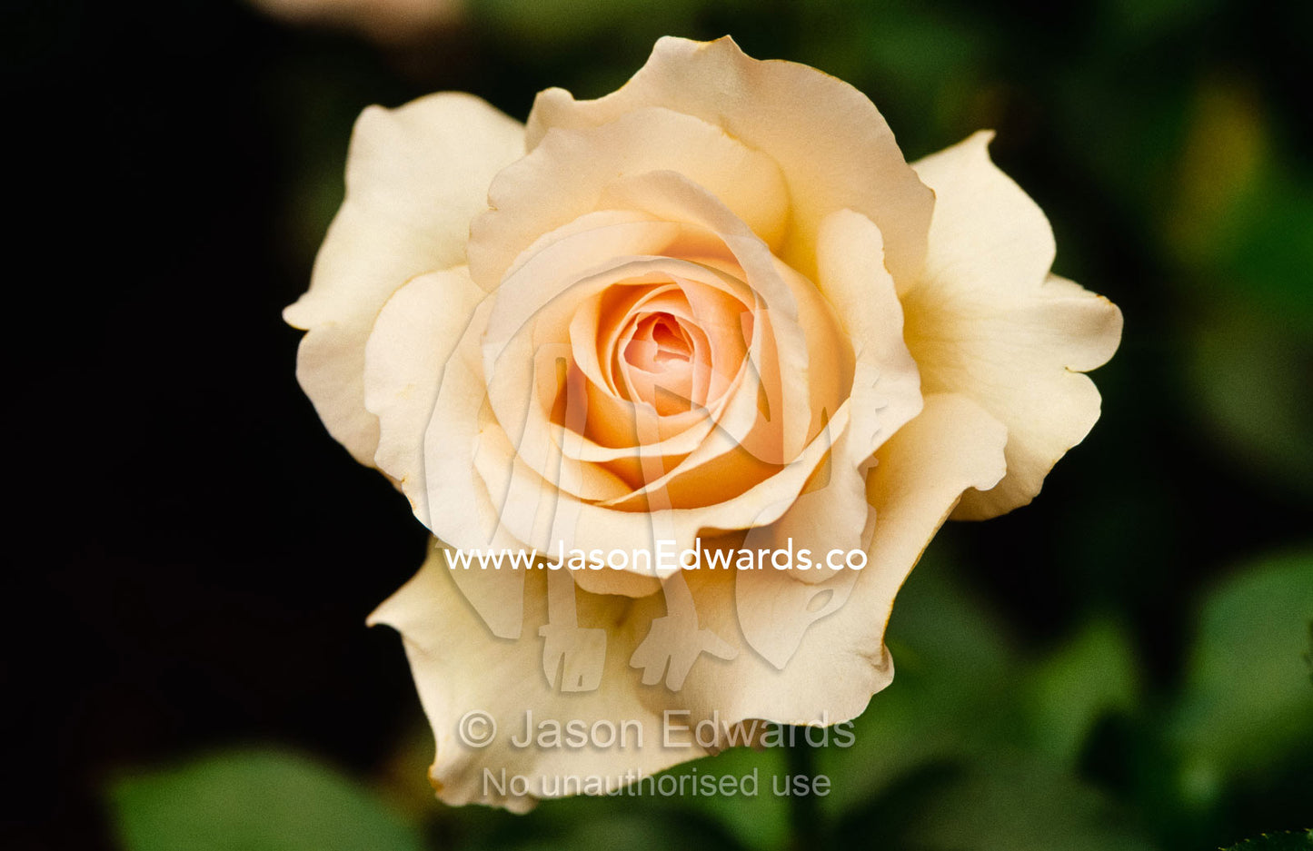 A beautiful and delicately textured peachy 'Mother's Love' rose. Jamieson, Victoria, Australia.