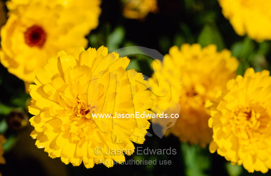 Bright yellow calendula flowers in a garden. Emu Bay, Kangaroo Island, South Australia.