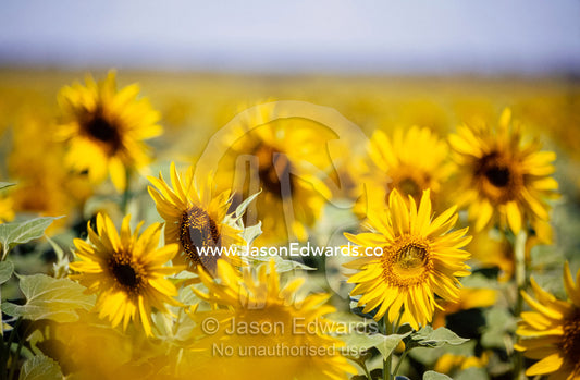 A field of gold and yellow sunflowers stretches off to the horizon. Emerald, Queensland, Australia.