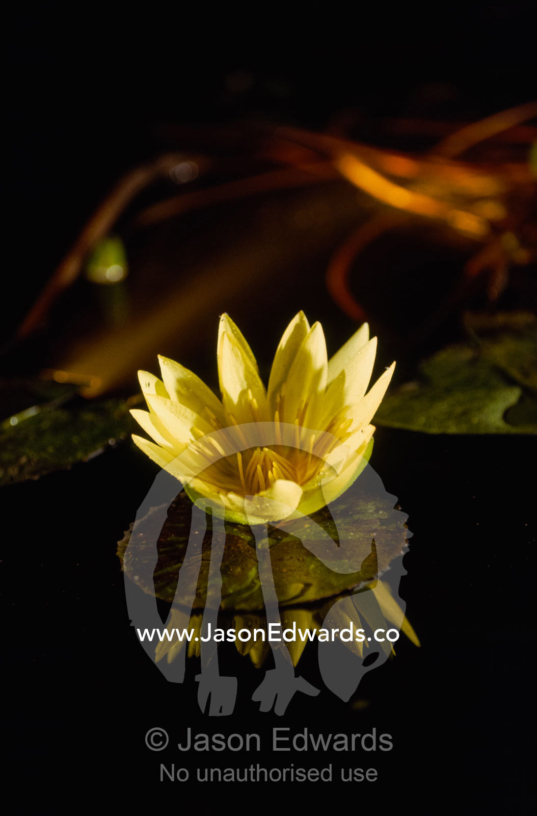 A water lily, lit by garden lights, casts a reflection on a dark pond. Melbourne International Flower and Gardens Show, Carlton Gardens, Victoria Australia.