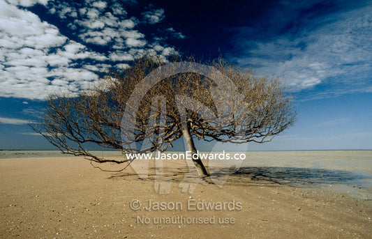 A mangrove tree on a coastal tidal flat at low tide. RAOU Bird Observatory, Broome, Western Australia.