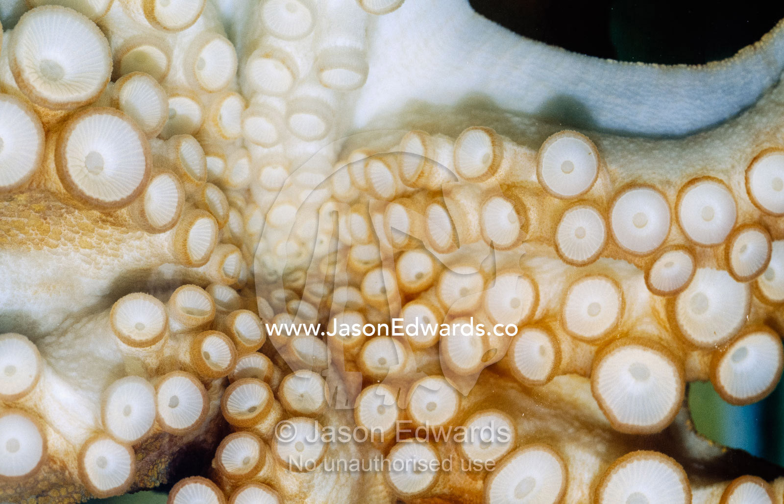 Close up of an octopus's textured suction cups. Merimbula Aquarium, New South Wales, Australia.