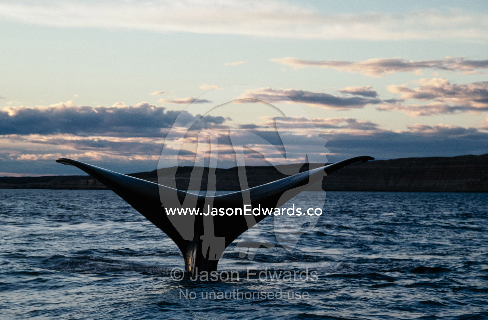 The tail of a southern right whale, Eubalaena australis, at sunset. Peninsula Valdez, Argentina.