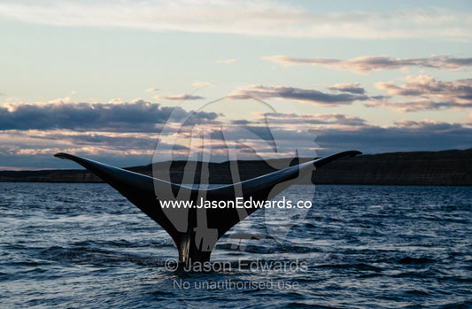 The tail of a southern right whale, Eubalaena australis, at sunset. Peninsula Valdez, Argentina.