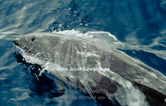 A Pacific bottlenose dolphin splashes through ocean water. Continental Shelf off Merimbula, New South Wales, Australia.