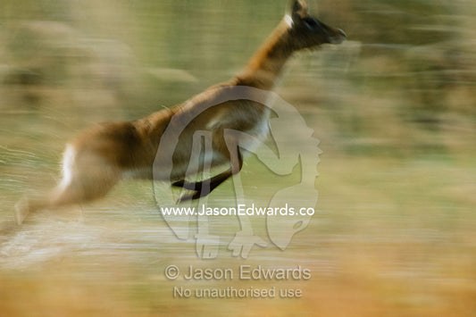 A red lechwe female leaps from the waters of her wetland home. Okavango Delta, Botswana.