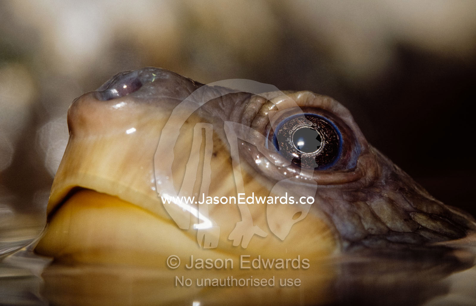 An endangered Mary River turtle, Elusor species, surfaces to breathe. Melbourne Aquarium, Victoria, Australia.
