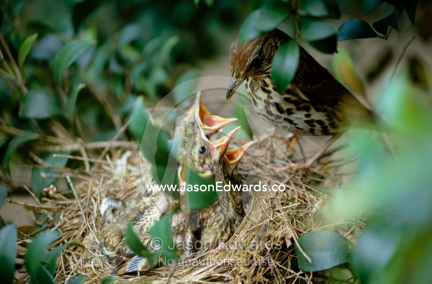 A European song thrush feeds worms to hungry chicks in a nest. Zoological Board of Victoria, Australia.