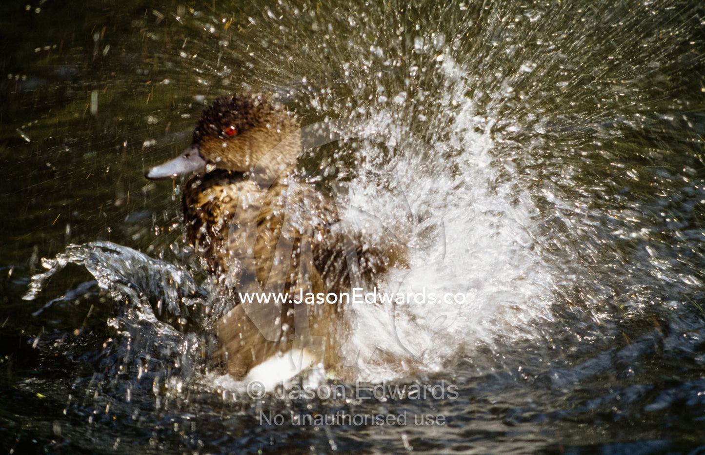 A female chestnut teal duck, Anas castanea, splashes while bathing. Healesville Sanctuary, Victoria, Australia.
