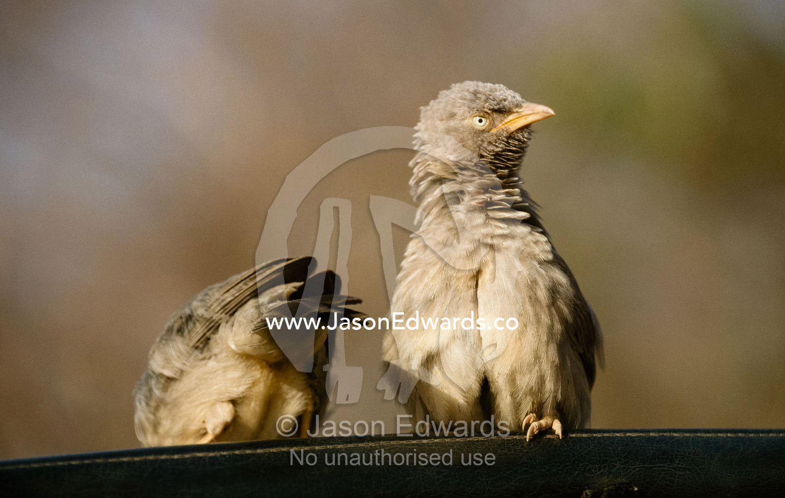 A pair of jungle babblers,  Turdoides striatus, preen feathers. Ranthambhore National Park, India.