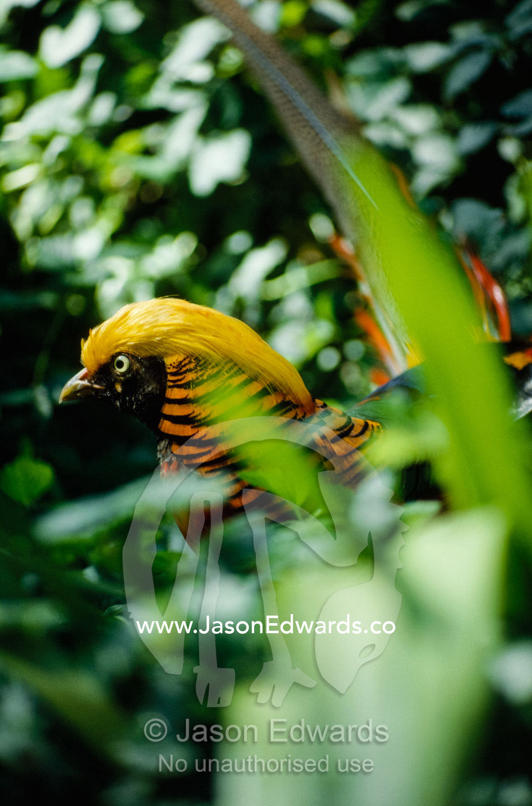 A brightly colored male golden pheasant in green foliage. Zoological Board of Victoria, Australia.