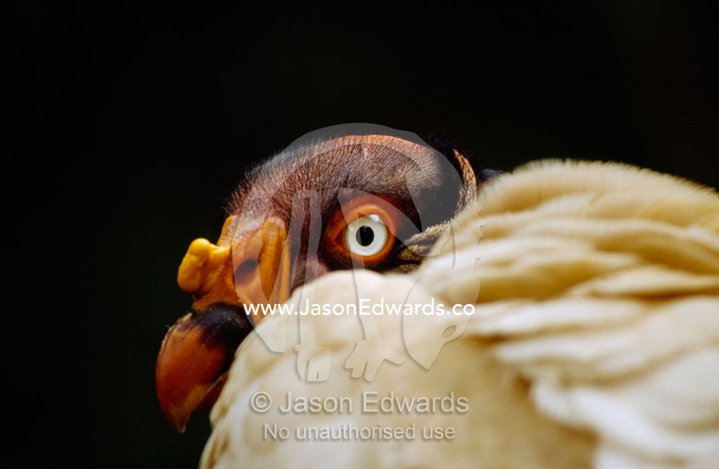 A king vulture with colorful skin lappets looks over its shoulder. Bronx Zoo, New York City, New York.