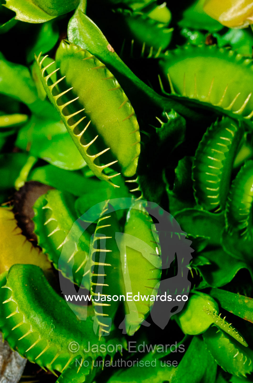 A carniverous Sawtooth Venus flytrap plant. Collectors Corner, Springvale, Victoria, Australia.