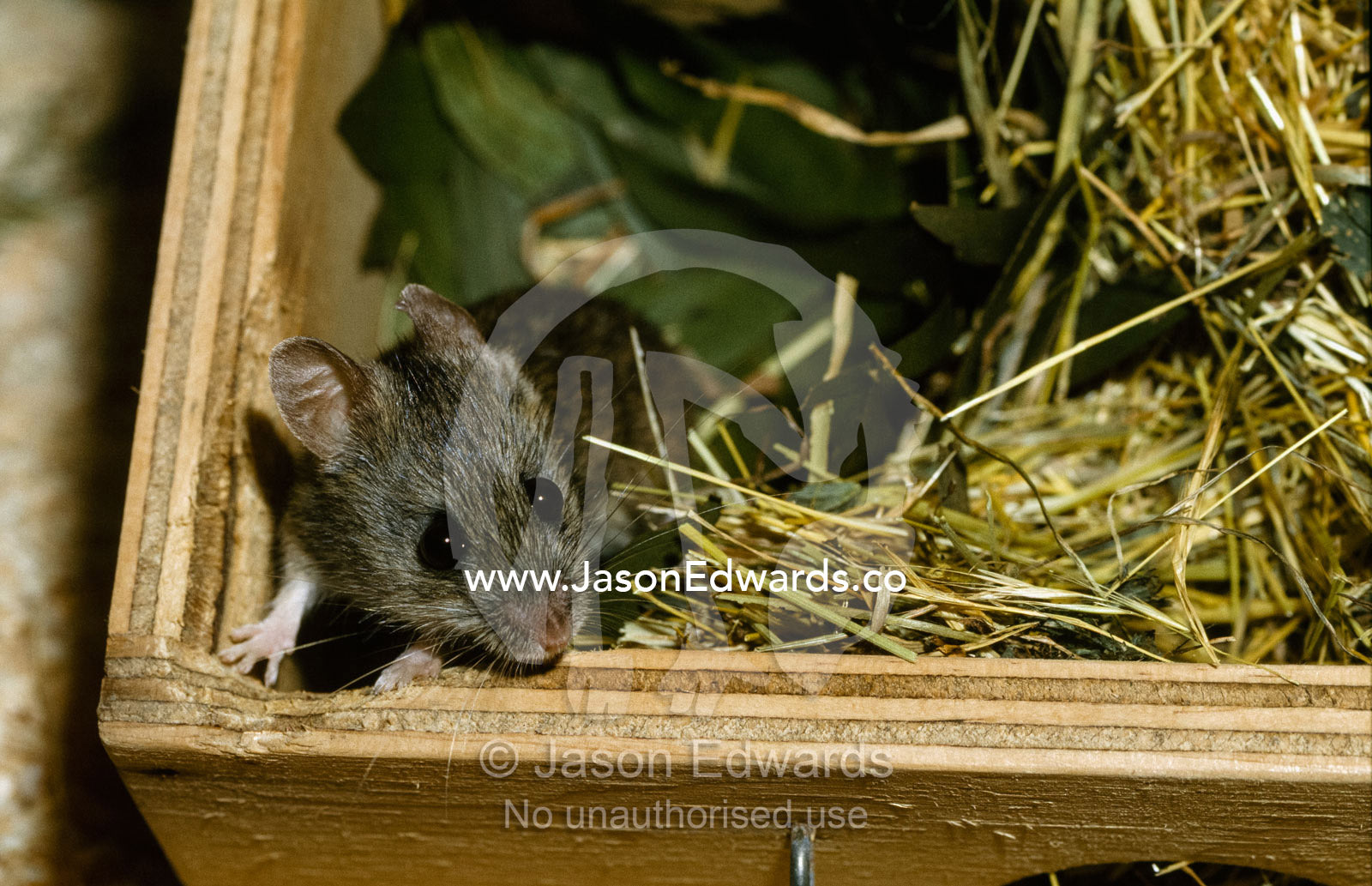 A New Holland mouse peers out of an artificial nest box. Melbourne Zoo, Victoria, Australia.