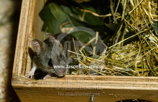 A New Holland mouse peers out of an artificial nest box. Melbourne Zoo, Victoria, Australia.