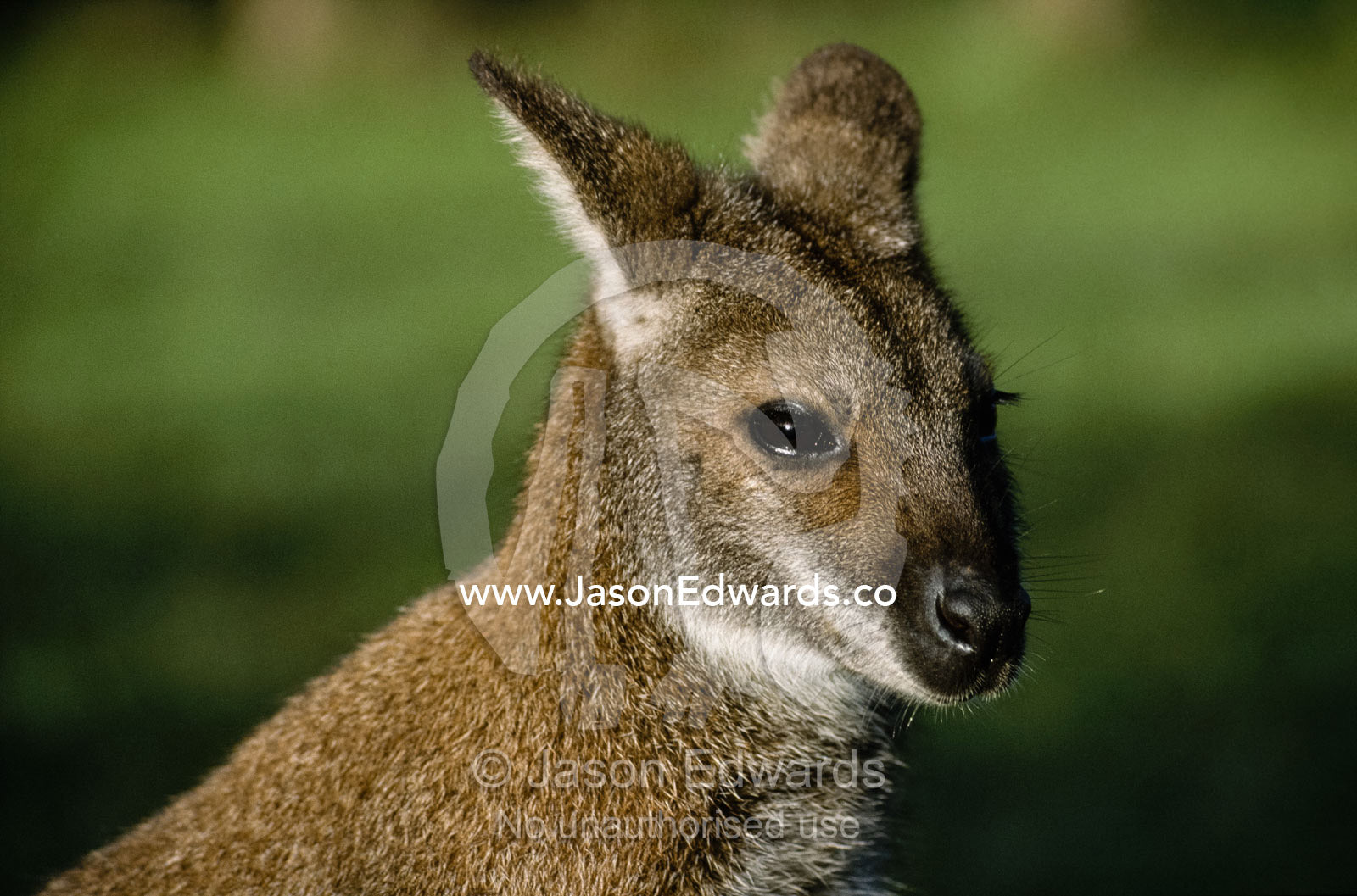 Portrait of a red-necked wallaby with ears folded down. Healesville Sanctuary, Victoria, Australia.