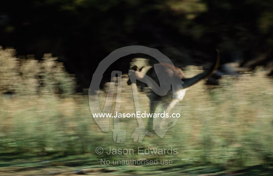 A grey kangaroo leaps through wetlands at a fast speed. Serendip Sanctuary, Victoria, Australia.