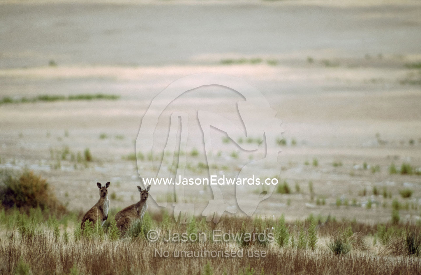 Winter view of a pair of western gray kangaroos on a vast plain. Memory Cove National Park, South Australia.