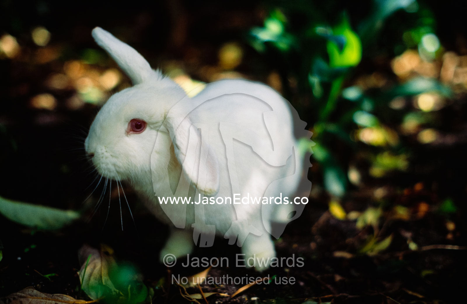 A fluffy white bunny with big floppy ears and pink eyes. South Yarra, Victoria, Australia.