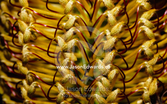 Close up of a hairpin banksia, Banksia spinulosa, flower. Bunyip State Park, Victoria, Australia.