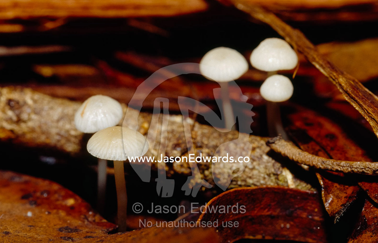 Tiny fungi, Mycena pura, growing among leaf litter on a forest floor. Bunyip State Park, Victoria, Australia