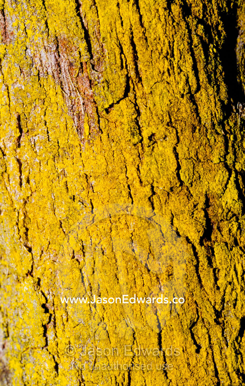 Texture and detail of bright yellow lichen growing on a tree trunk. Bunyip State Park, Victoria, Australia.