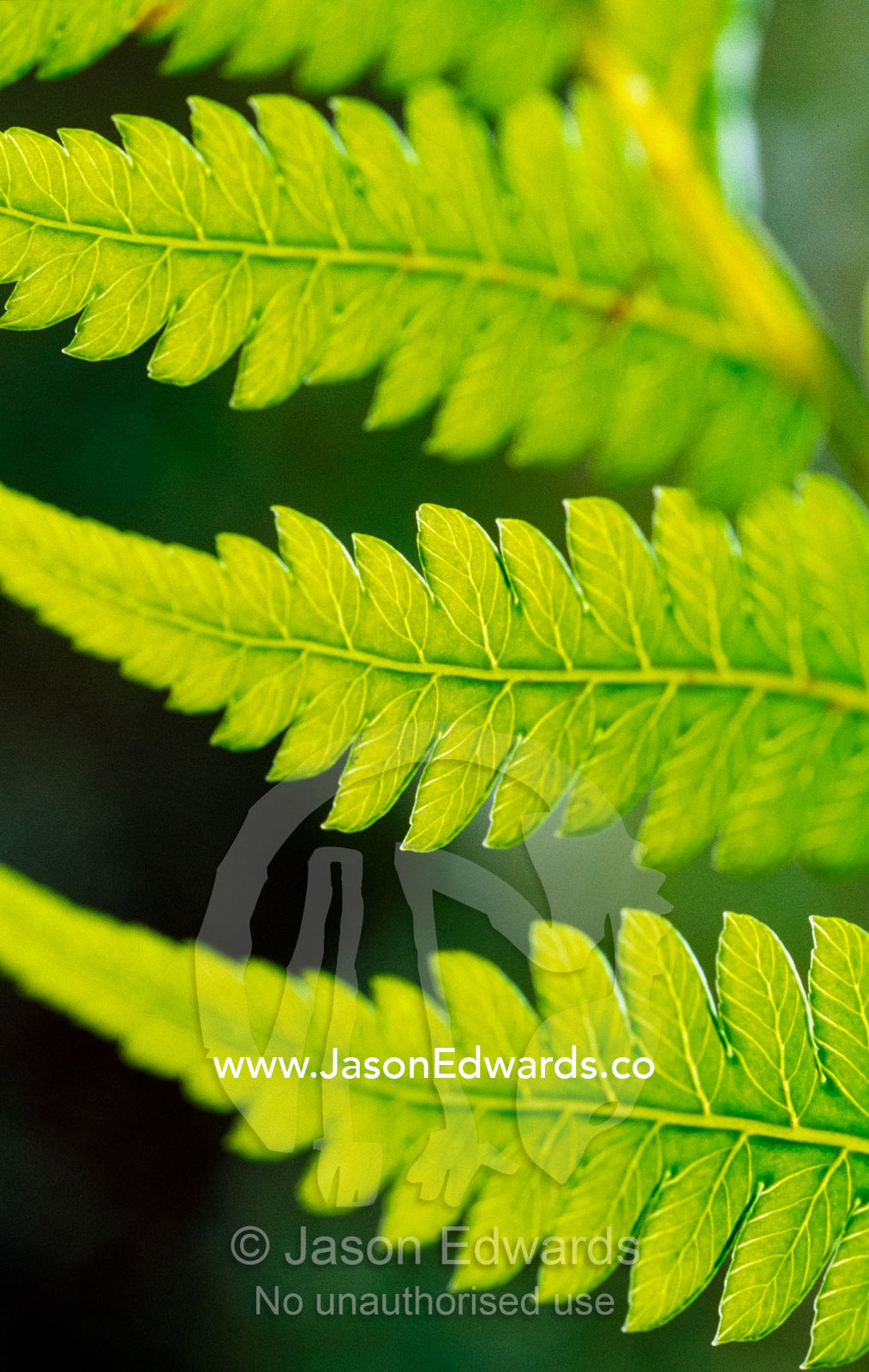 Delicate leaf vein patterns on king fern fronds. Bunyip State Forest, Victoria, Australia.