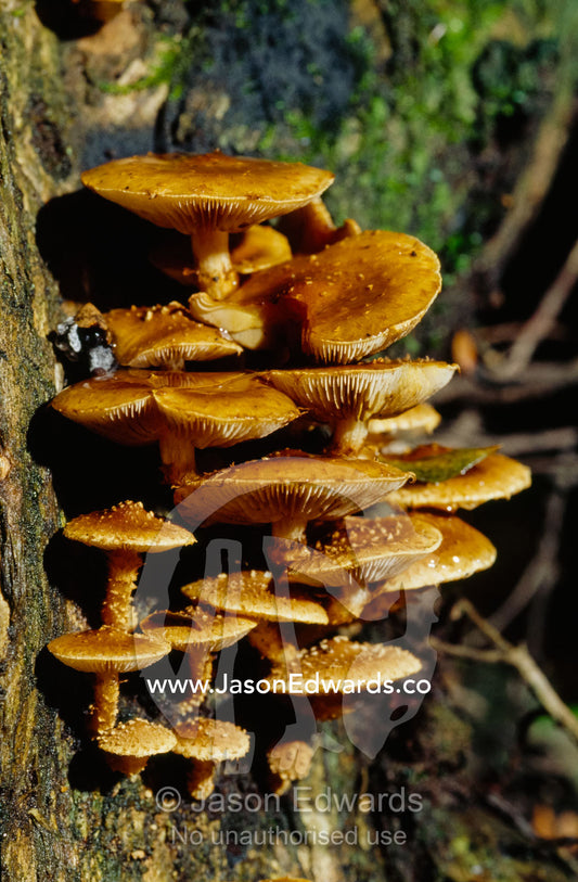 Bright orange fungi, Pholiota species, growing up a tree trunk. Bunyip State Park, Victoria, Australia.