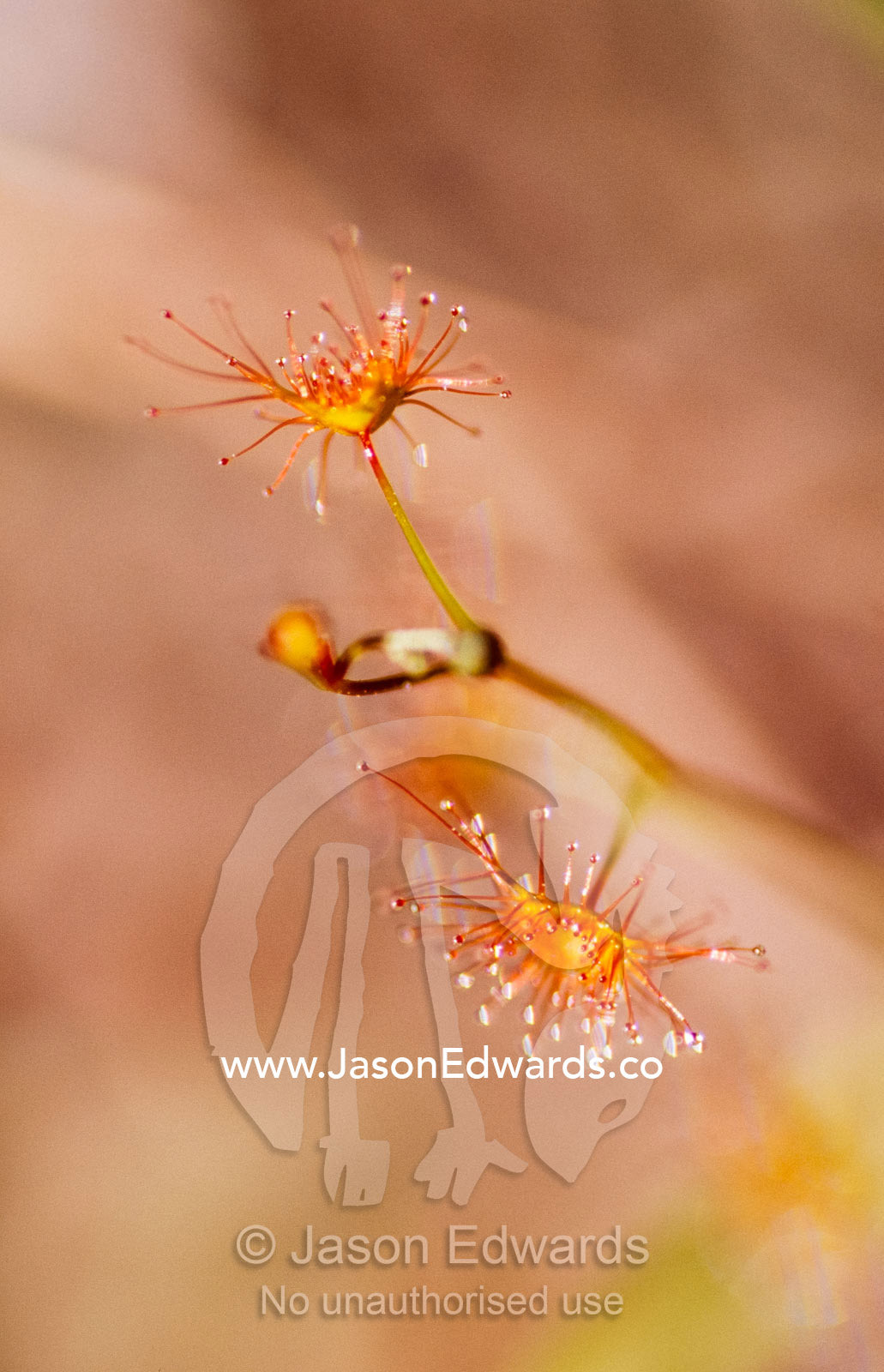 A tall carnivorous sundew flower, Drosera peltata ssp. auriculata. Yellingbo Nature Conservation Reserve, Victoria, Australia.