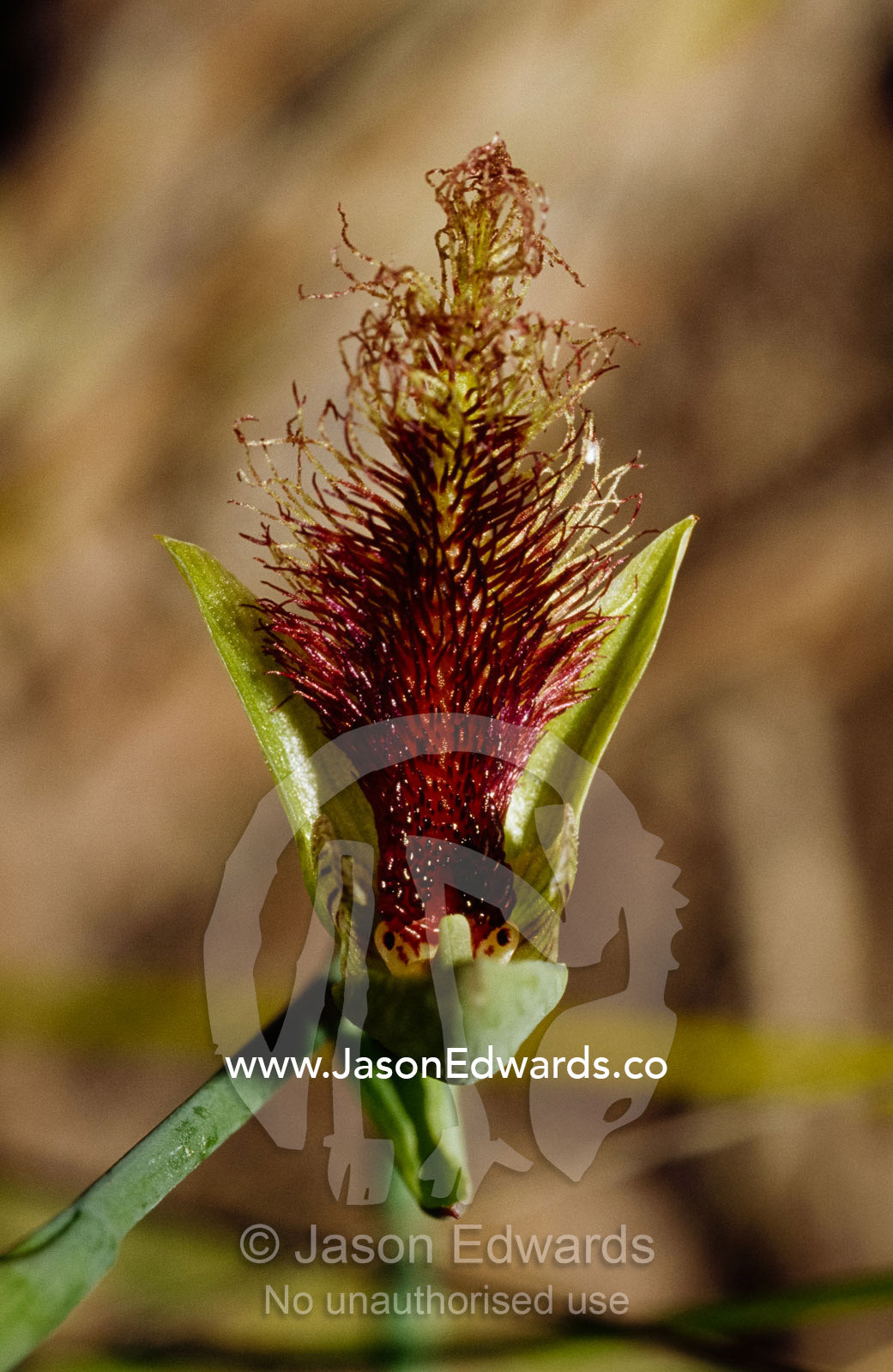 A purplish common or bearded orchid, Calochilus robertsonii. Yellingbo Nature Conservation Reserve, Victoria, Australia.