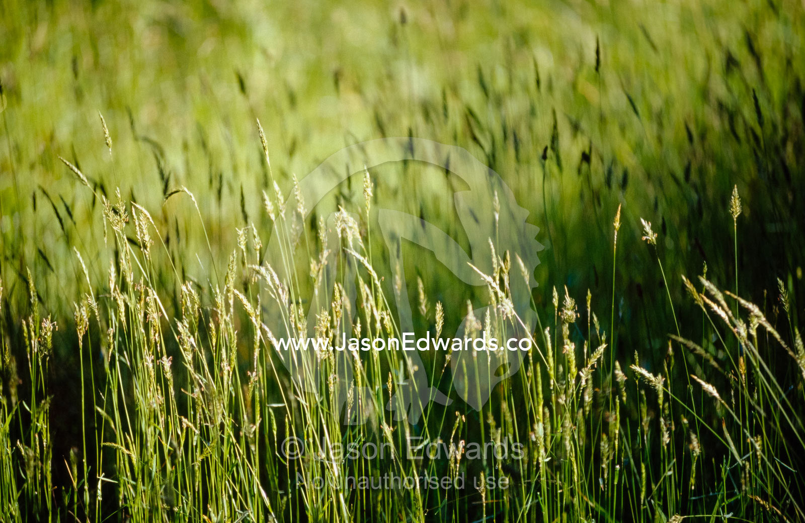 A bright green carpet of introduced feral grass catches the sunlight. Bunyip State Park, Victoria, Australia.