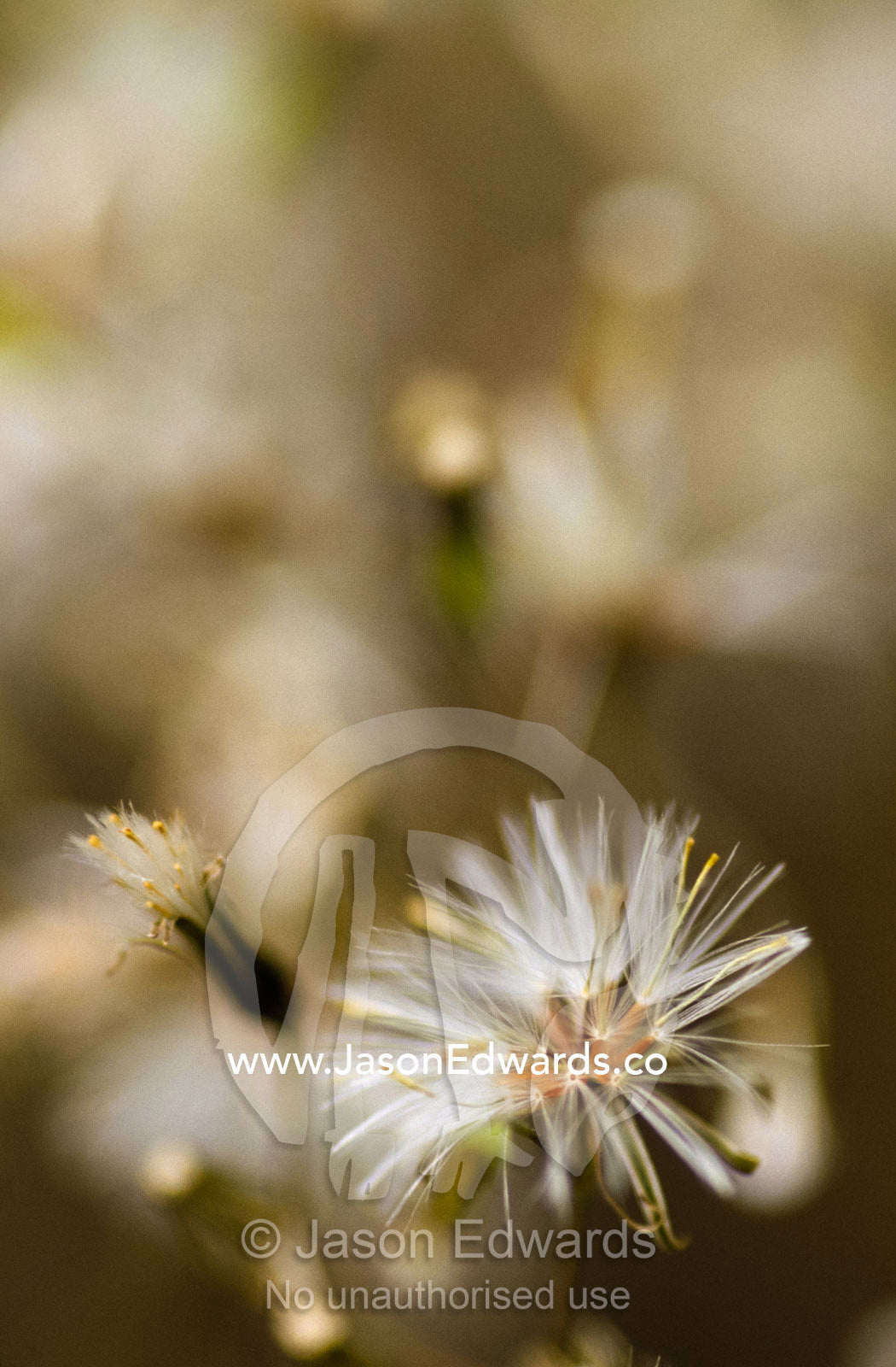 A fireweed groundsel, Senecio linearifolius, seed flower. Yellingbo Nature Conservation Reserve, Victoria, Australia.