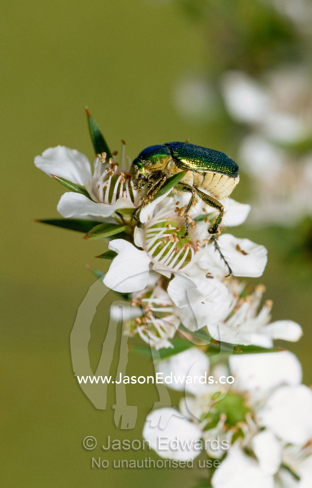 A clerid beetle feeds on nectar from a manuka flower. Bunyip State Park, Victoria, Australia.
