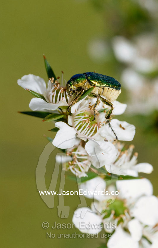 A clerid beetle feeds on nectar from a manuka flower. Bunyip State Park, Victoria, Australia.