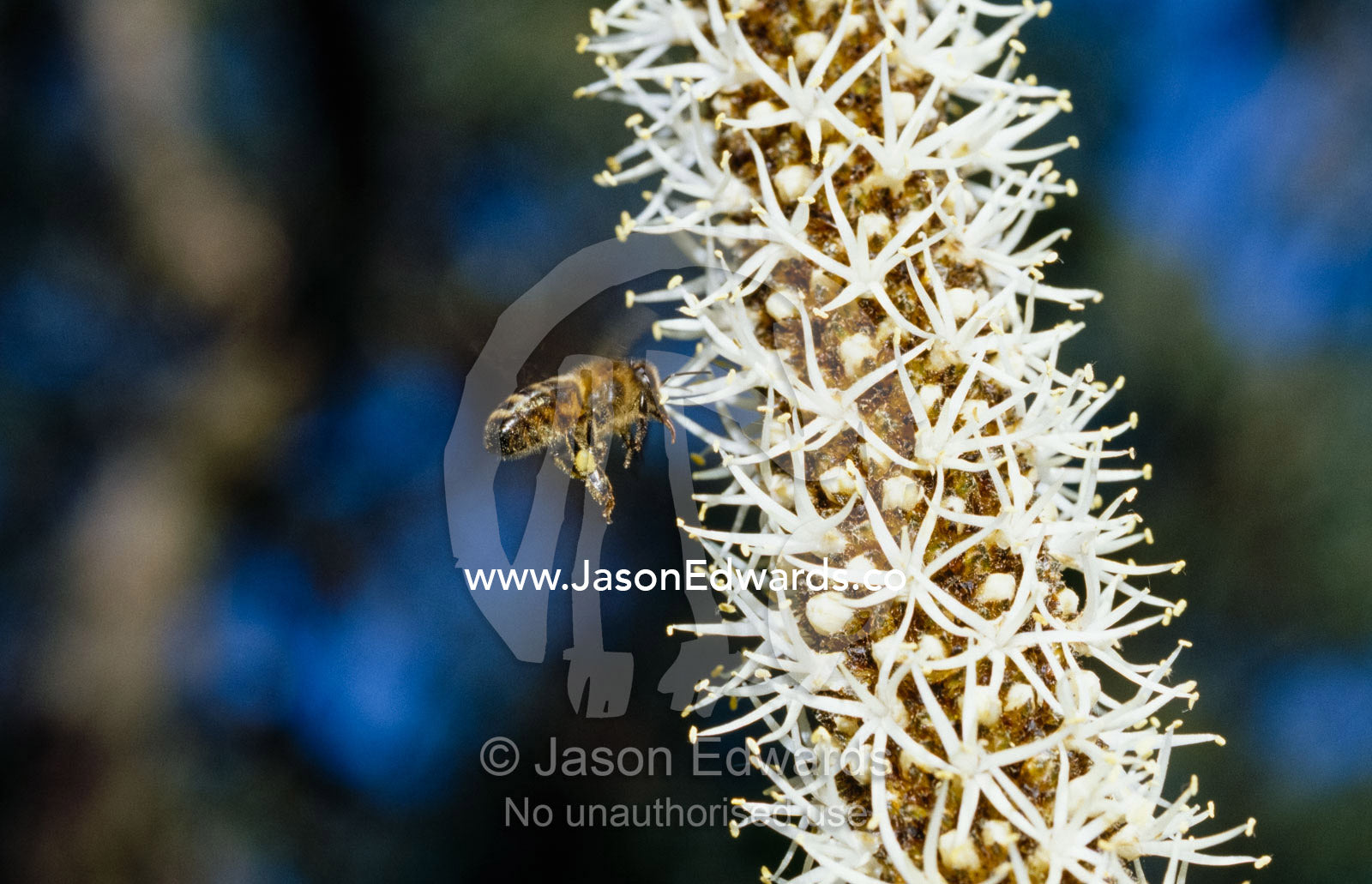 A European bee collects grass tree flower pollen from a blossom. Bunyip State Park, Victoria, Australia.