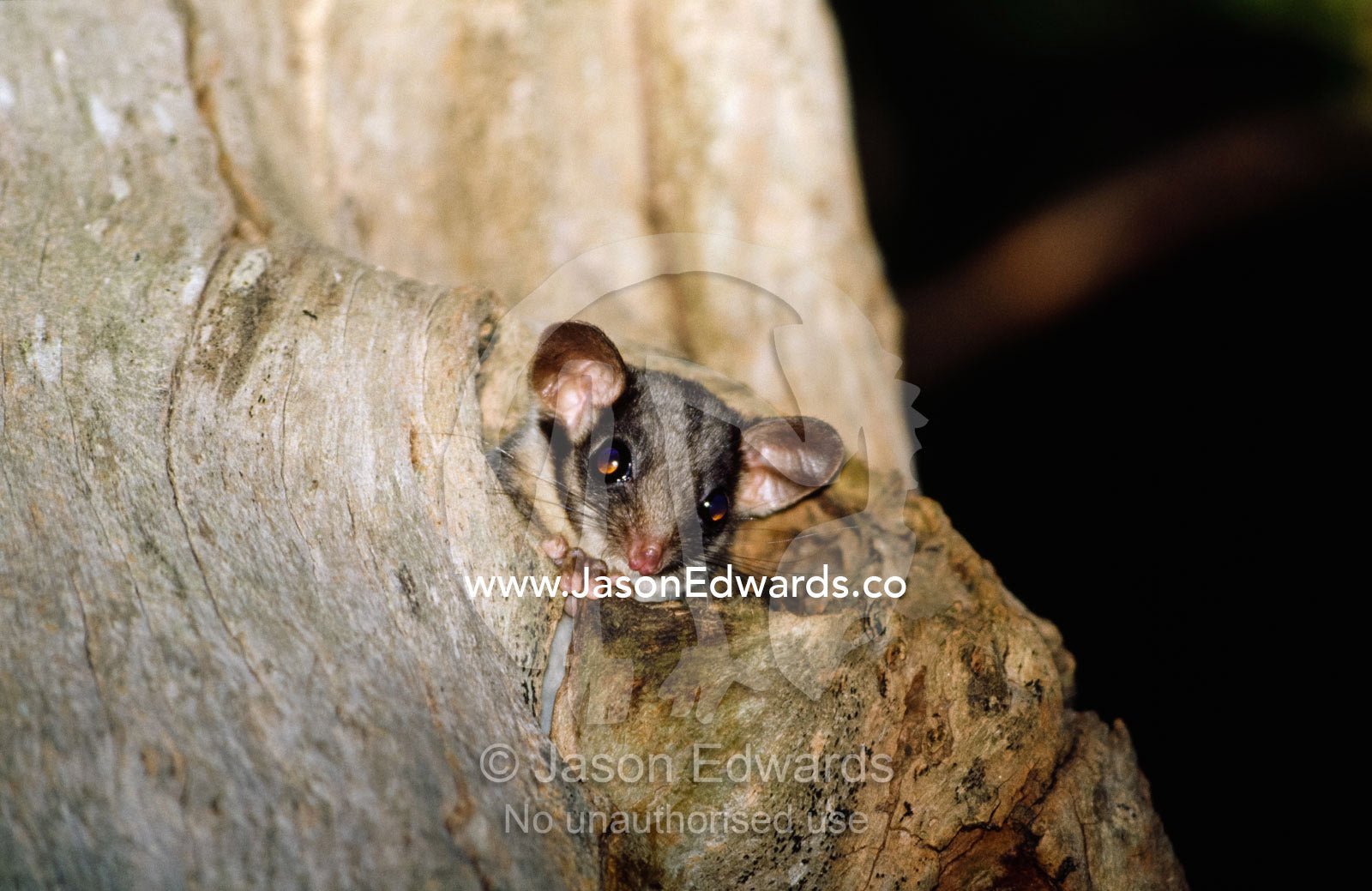An endangered leadbeaters possum emerges from its nest hollow. Yellingbo Nature Conservation Reserve, Victoria, Australia.