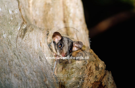 An endangered leadbeaters possum emerges from its nest hollow. Yellingbo Nature Conservation Reserve, Victoria, Australia.