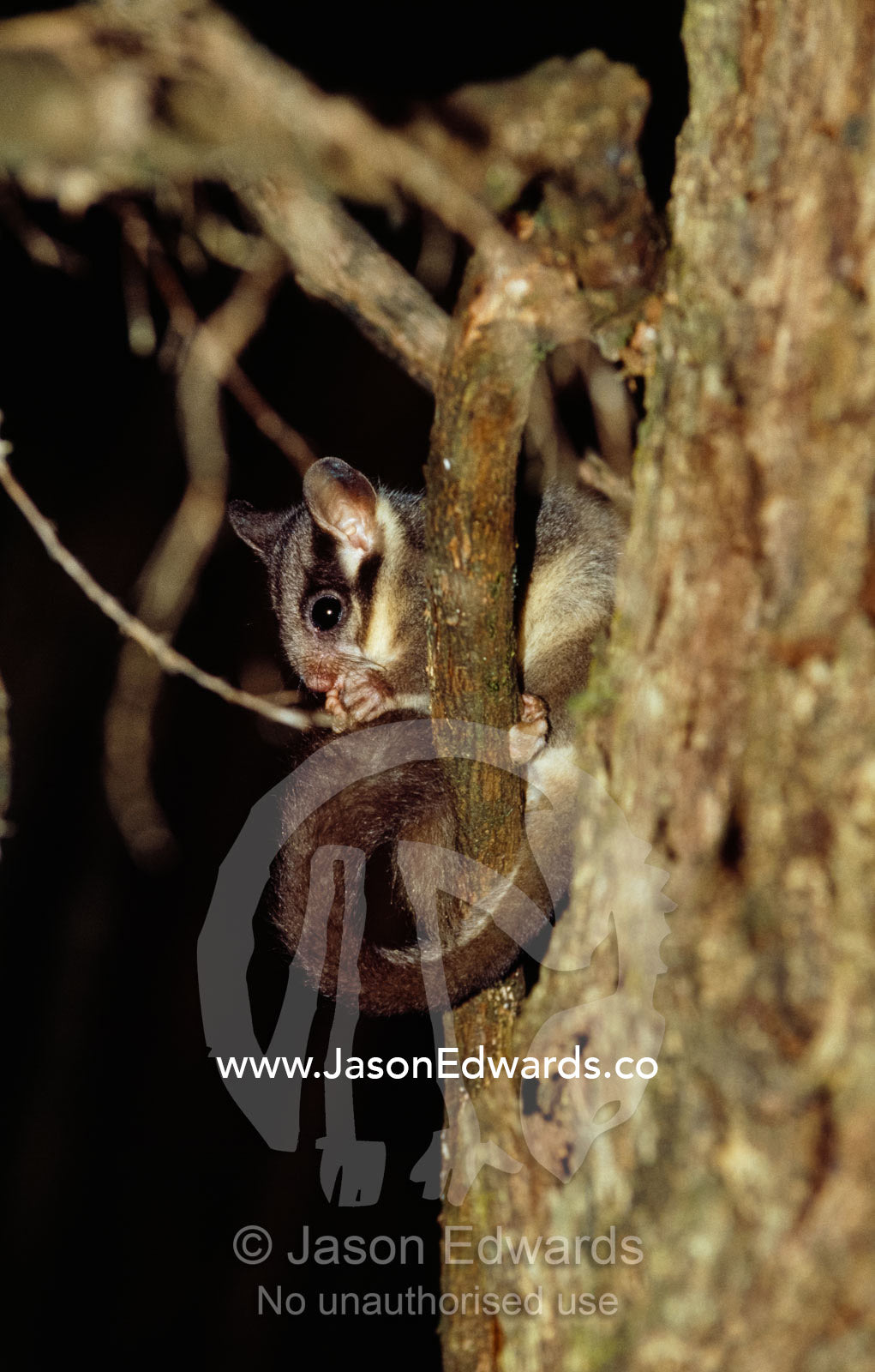 An endangered leadbeaters possum preens its tail and paws in a tree. Yellingbo Nature Conservation Reserve, Victoria, Australia.