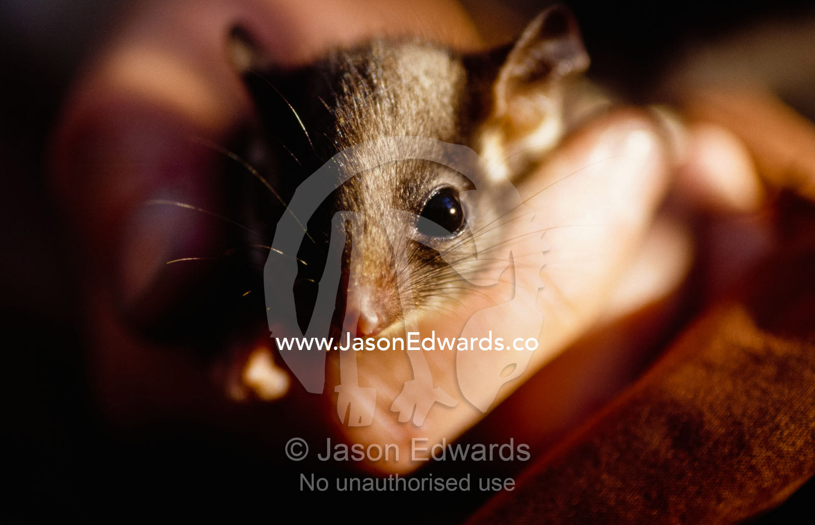 An endangered leadbeaters possum gently held in a human hand. Yellingbo Nature Conservation Reserve, Victoria, Australia.
