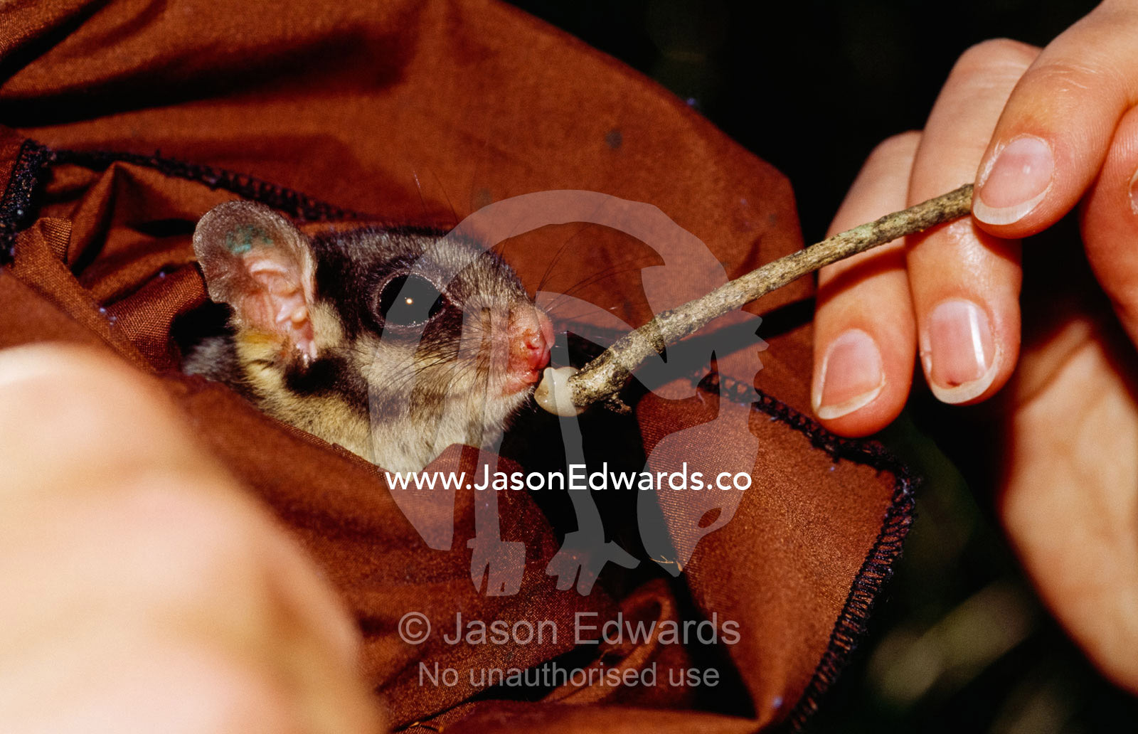An endangered leadbeaters possum fed while held in a restraining bag. Yellingbo Nature Conservation Reserve, Victoria, Australia.
