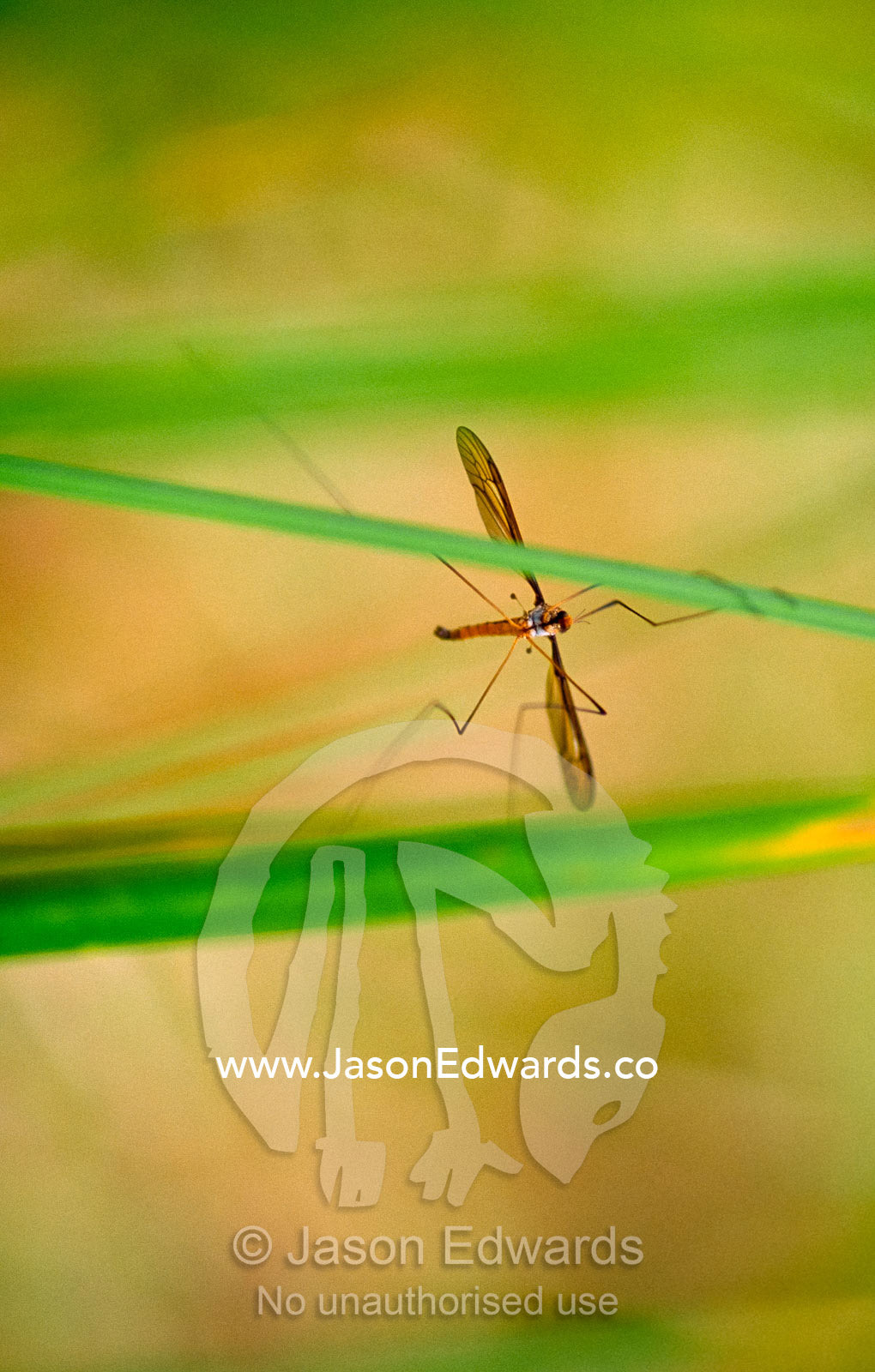 A crane fly, Tipulidae fam., roosts on a Hooker's fescue grass stem. Yellingbo Nature Conservation Reserve, Victoria, Australia.