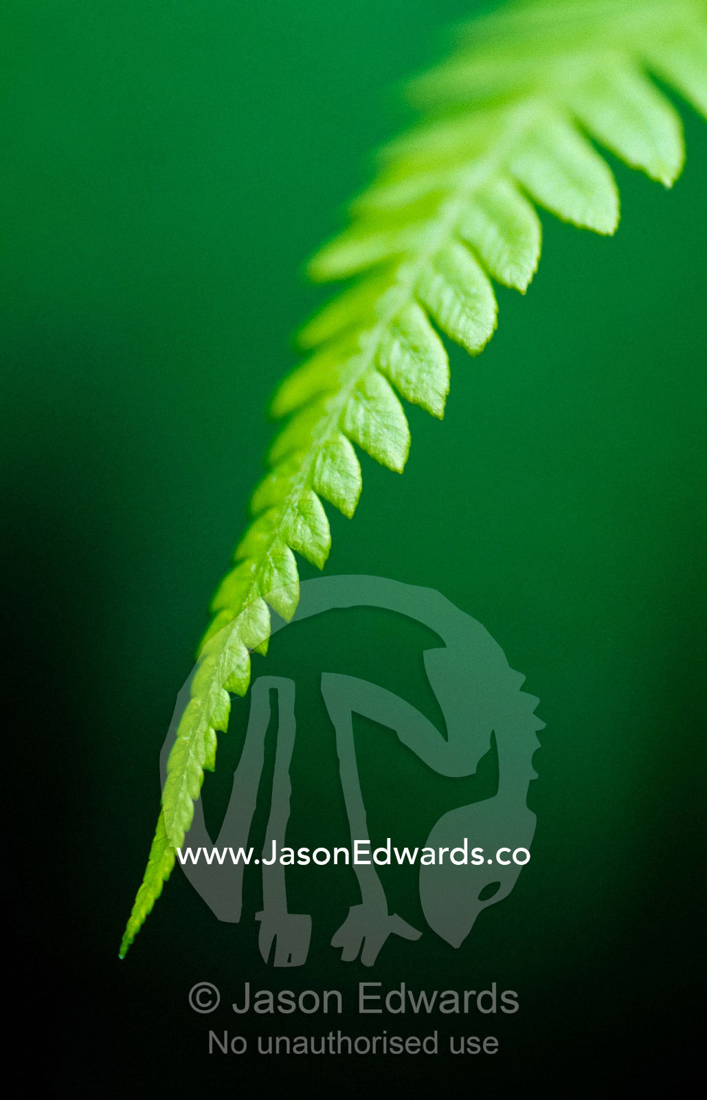 A king fern frond emerges from deep green forest shadows. Bunyip State Forest, Victoria, Australia.