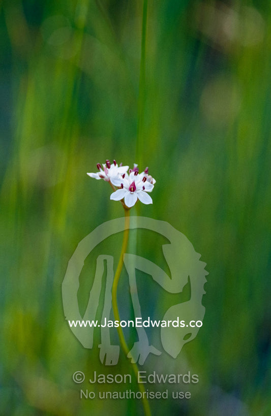 A delicate and fragile milkweed flower emerges out of grassland. Bunyip State Park, Victoria, Australia.
