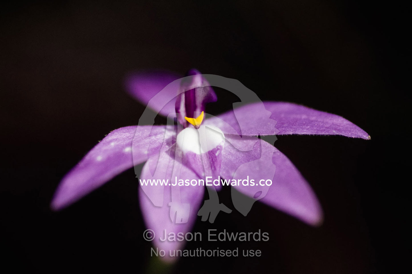 A wax-lip orchid, Glossodia major, emerging from the shadows. Yellingbo Nature Conservation Reserve, Victoria, Australia.