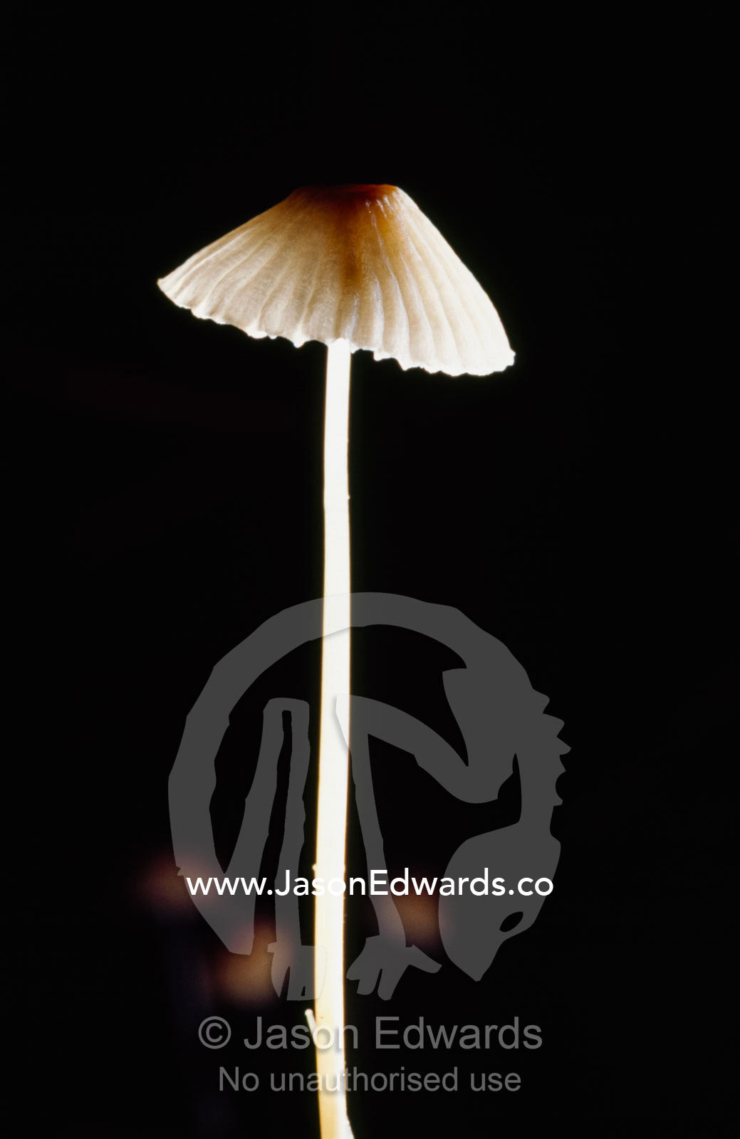 The delicate and fragile stem and cap of a Mycena cystidiosa fungus. Bunyip State Park, Victoria, Australia.